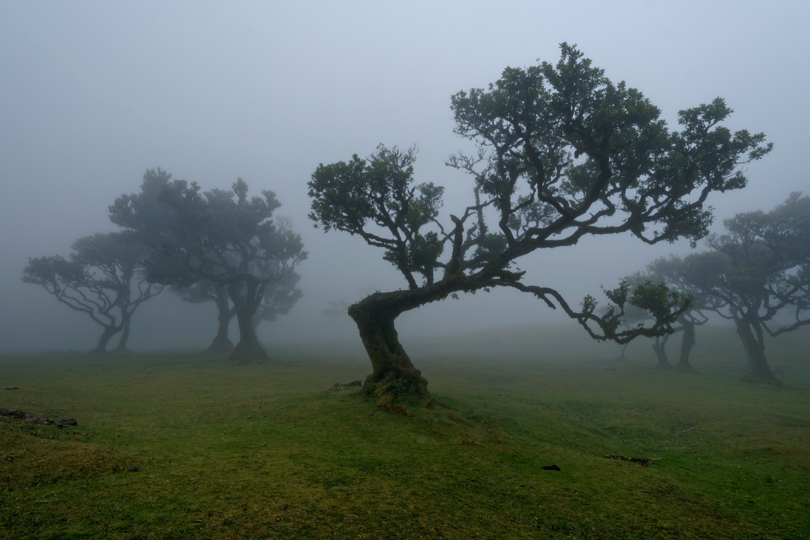 The misty laurel forest of Fanal in Madeira, with gnarled ancient trees.